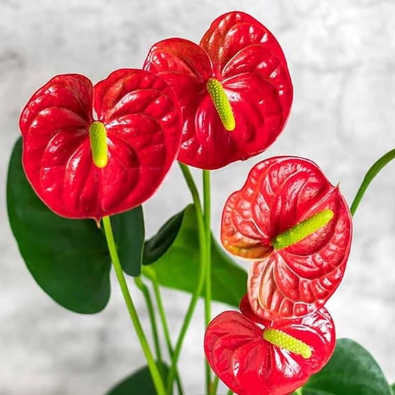 Big Red Bird Anthurium - Single - 4 Inch Pot - Anthurium Pachyneurium