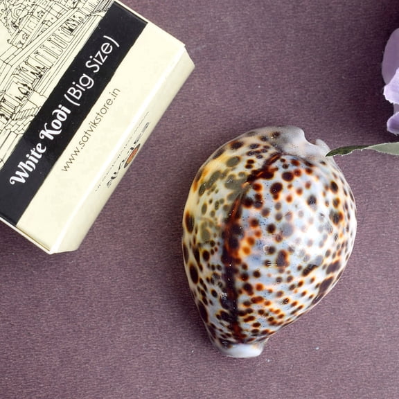 Big Size Kodi for Pooja Natural Large Cowrie Shell for Vastu Spiritual Use Lucky Kaudi for Wealth Prosperity Protection Sacred Shell for Home Temple Decor Ritual Item Gift
