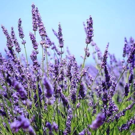 Big Time Blue Lavender, #1 Container