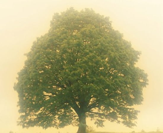 Big Tree In Early Morning Mist Canvas Art - Panoramic Images (24 x 20)