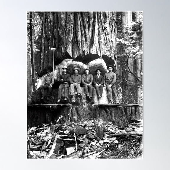 Big Tree Lumberjacks C. 1888 Poster Wall Art, Modern Wall Decor, 12x18 UNFRAMED