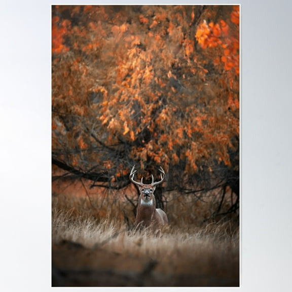 Big White Tailed Buck Poster Wall Art, Modern Wall Decor For Living Room Bedroom, 8x12 UNFRAMED
