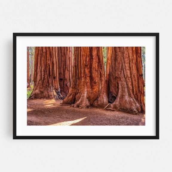 Big and Beautiful - California Photography Forest Nature Scenic Landscape Rustic Wilderness Black Framed Wall Art Print 5 x 7 inches