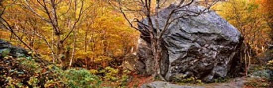 Big boulder in a forest Stowe Lamoille County Vermont USA Canvas Art - Panoramic Images (36 x 12)
