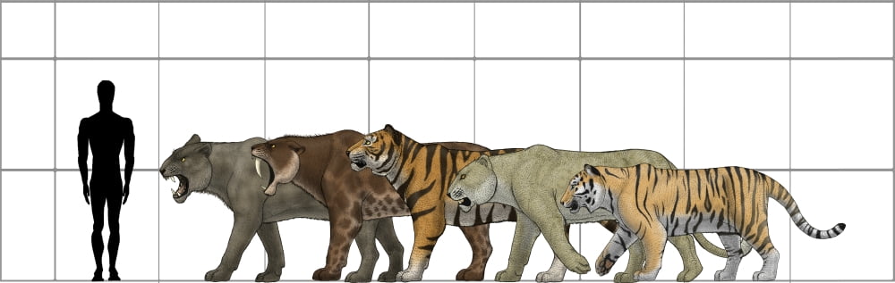 Big felines size chart Canvas Art - Vitor SilvaStocktrek Images (25 x 8)