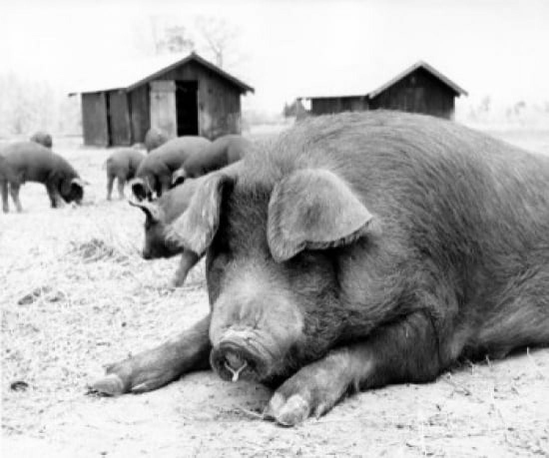 Big pig lying down in the dirt Canvas Art - (24 x 36)