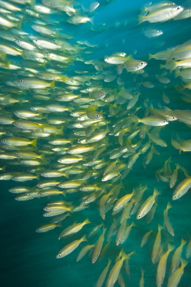 Bigeye Snappers (Lutjanus Lutjanus) Canvas Art - Stuart Westmorland Design Pics (12 x 18)