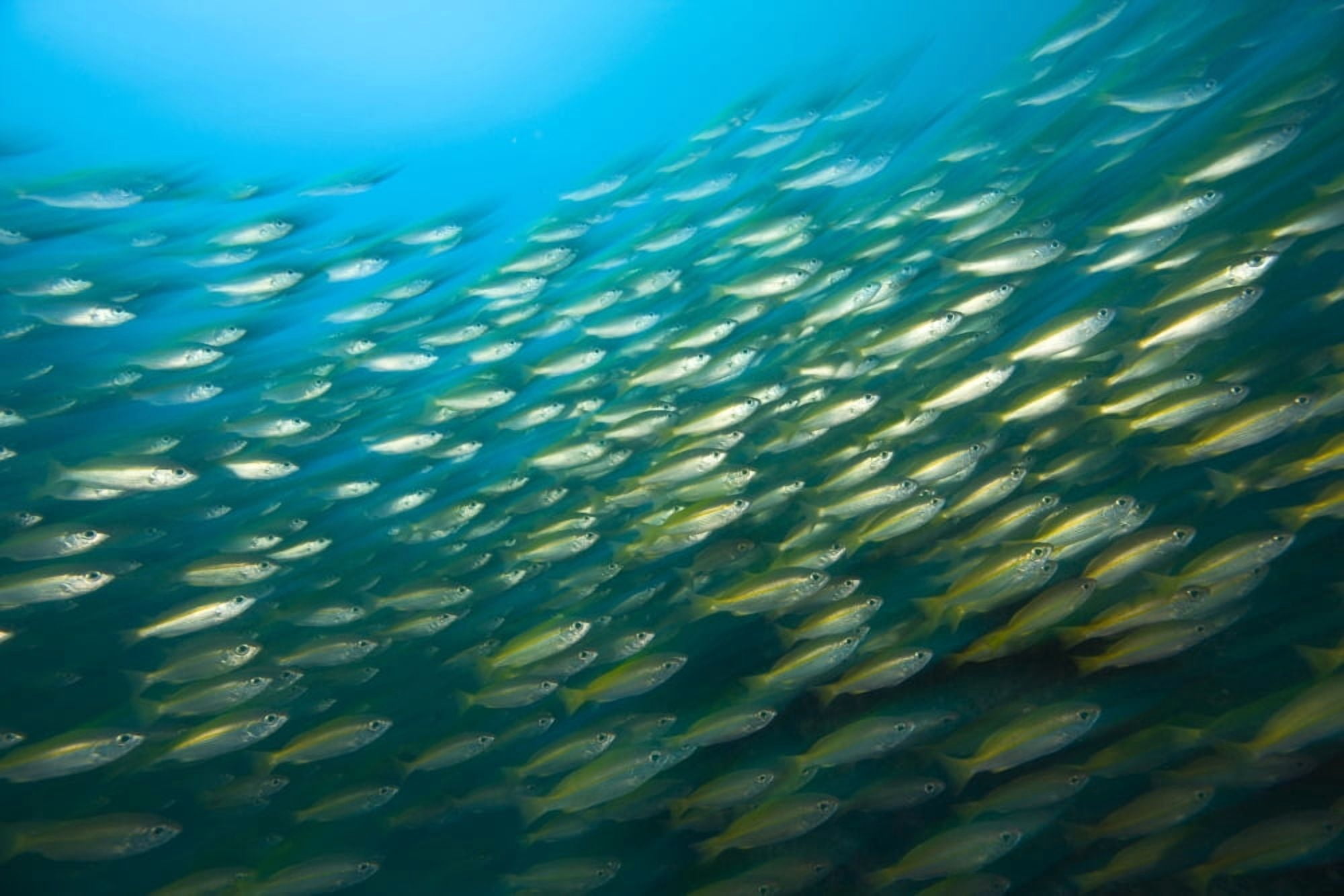 Bigeye Snappers (Lutjanus Lutjanus) Canvas Art - Stuart Westmorland Design Pics (18 x 12)