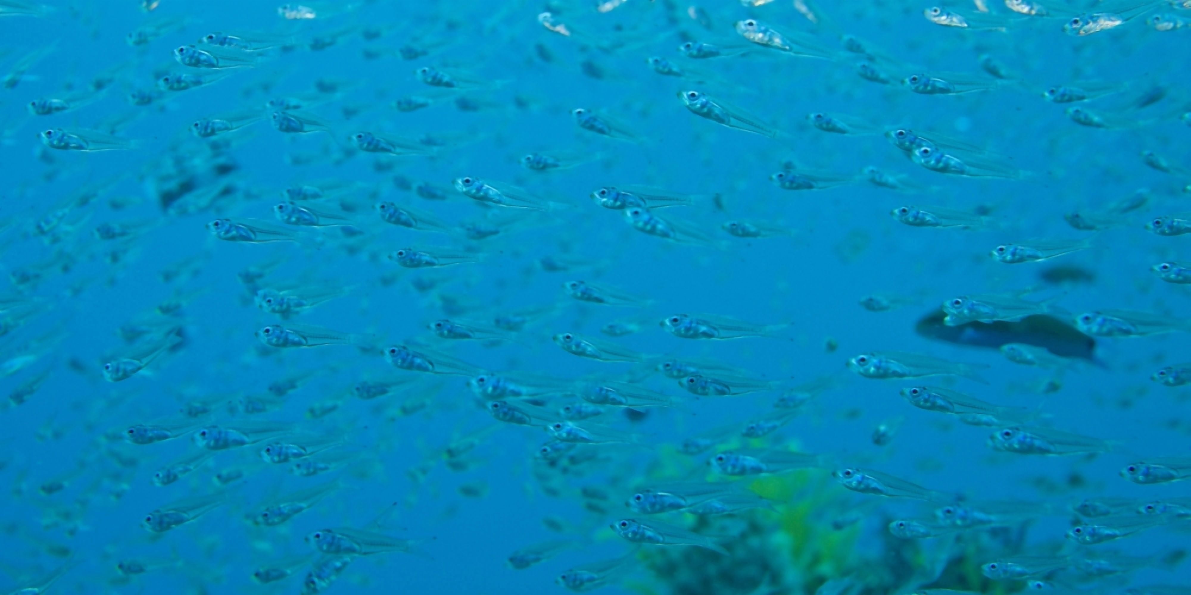 Bigeye Sweepers Similan Islands National Marine Park Thailand Canvas Art - Stuart Westmorland Design Pics (42 x 20)