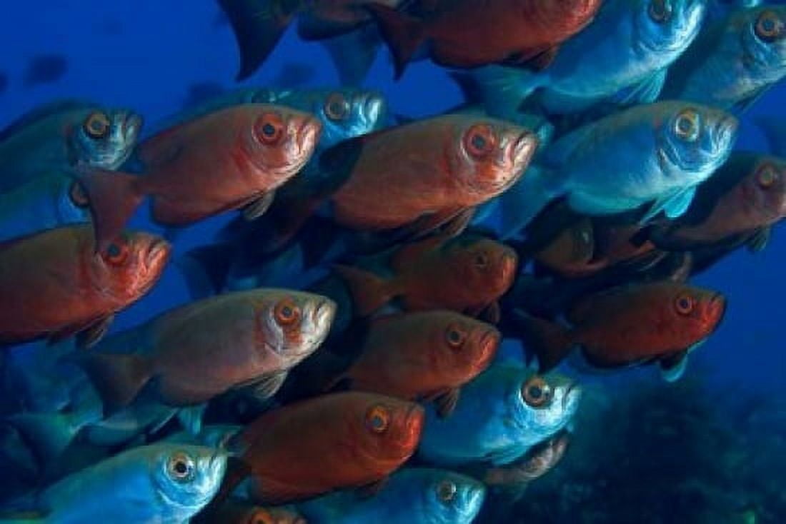 Bigeye fish Canvas Art - Jaynes Gallery DanitaDelimont (26 x 18)