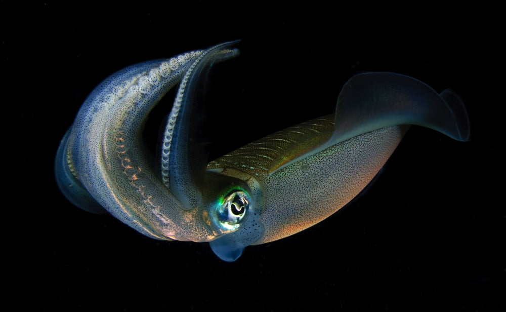 Bigfin reef squid tending eggs along a buoy line Lembeh Strait Indonesia Canvas Art - Steve JonesStocktrek Images (18 x 11)