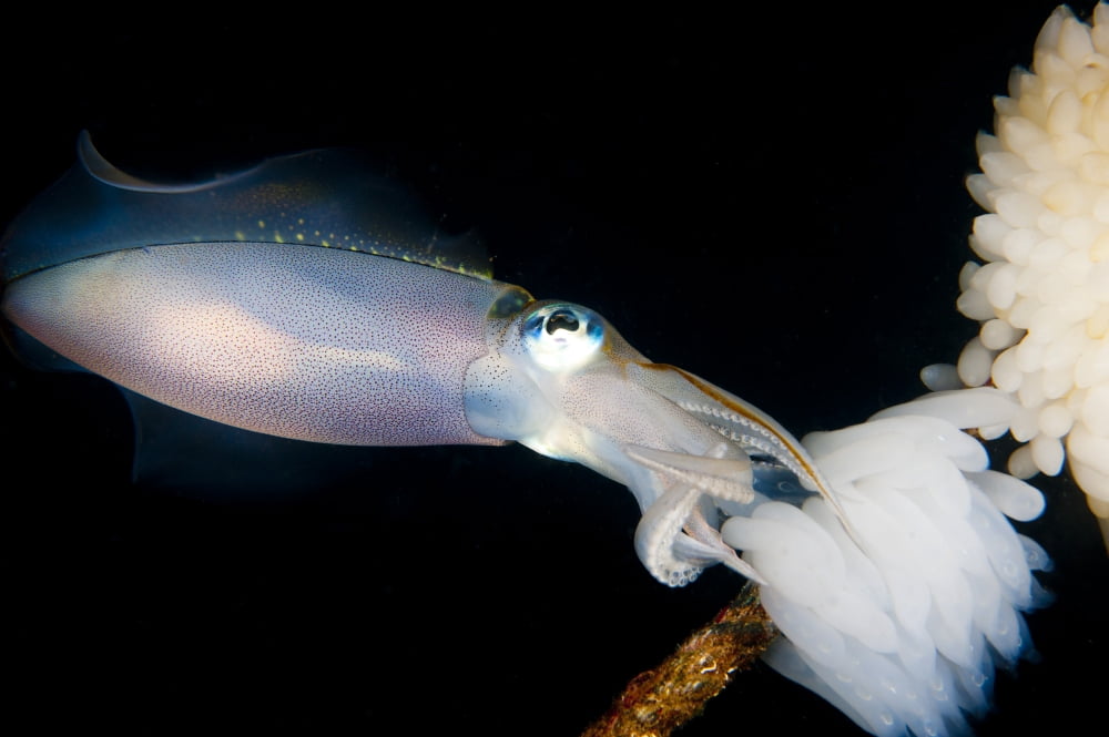 Bigfin reef squid tending eggs along a buoy line Lembeh Strait Indonesia Canvas Art - Steve JonesStocktrek Images (18 x 12)