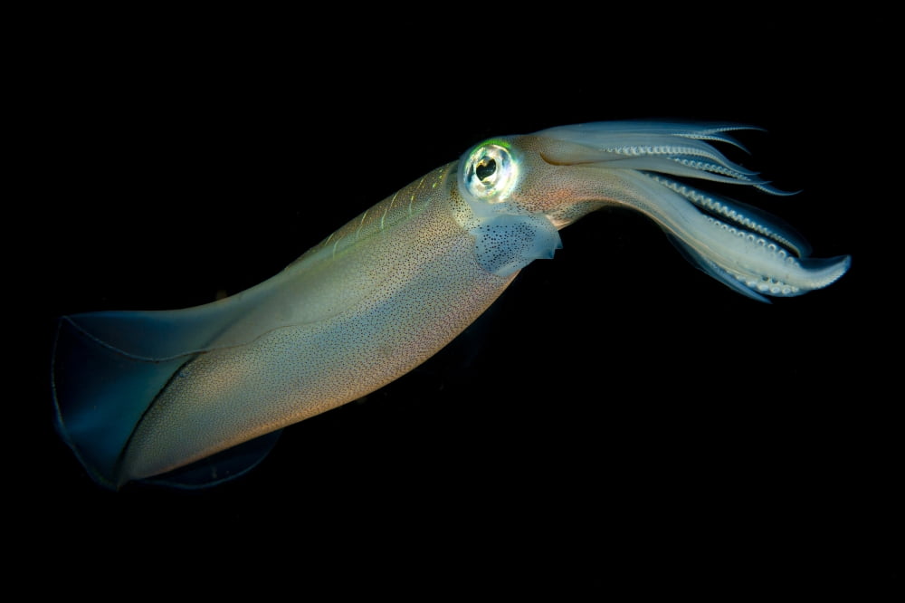 Bigfin reef squid tending eggs along a buoy line Lembeh Strait Indonesia Canvas Art - Steve JonesStocktrek Images (18 x 12)