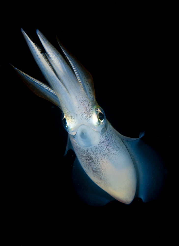 Bigfin reef squid tending eggs along a buoy line Lembeh Strait Indonesia Canvas Art - Steve JonesStocktrek Images (24 x 33)