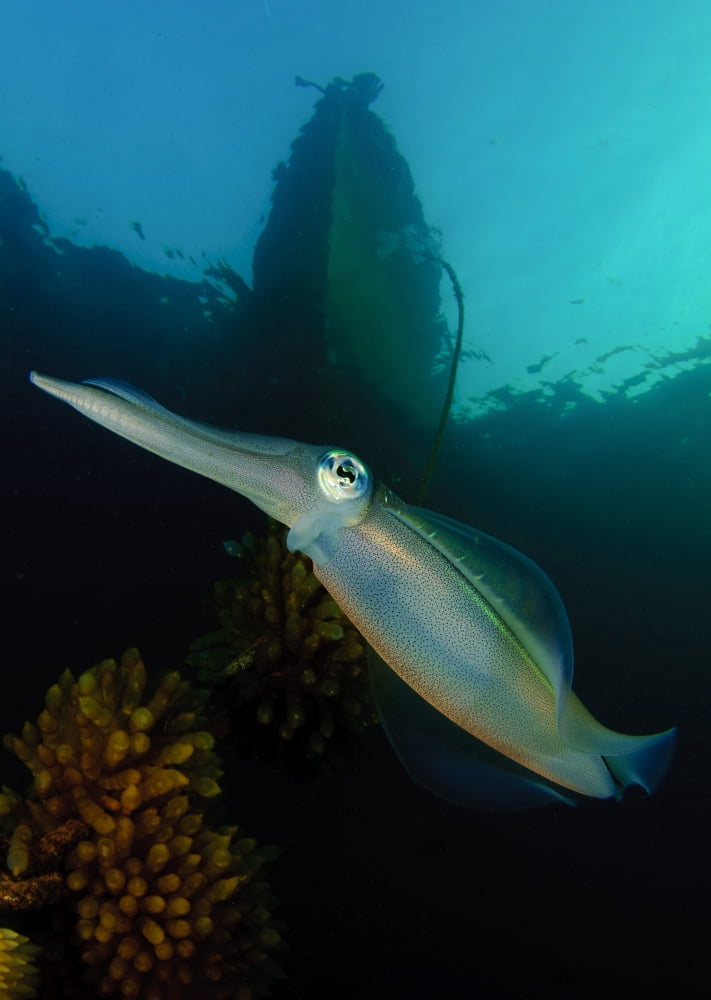 Bigfin reef squid tending eggs along a buoy line Lembeh Strait Indonesia Canvas Art - Steve JonesStocktrek Images (24 x 34)