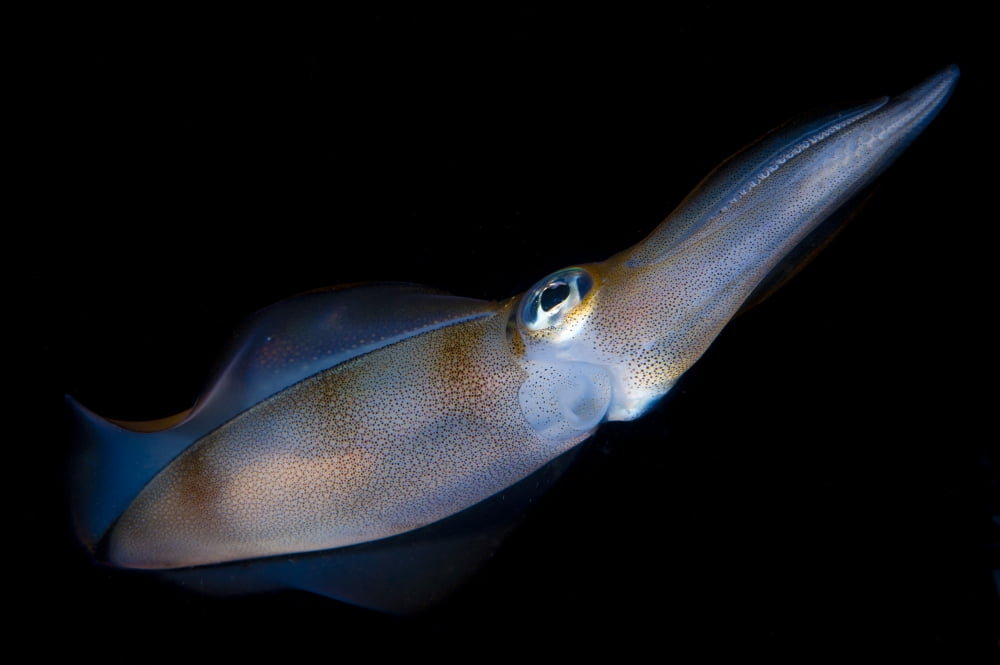 Bigfin reef squid tending eggs along a buoy line Lembeh Strait Indonesia Canvas Art - Steve JonesStocktrek Images (35 x 23)