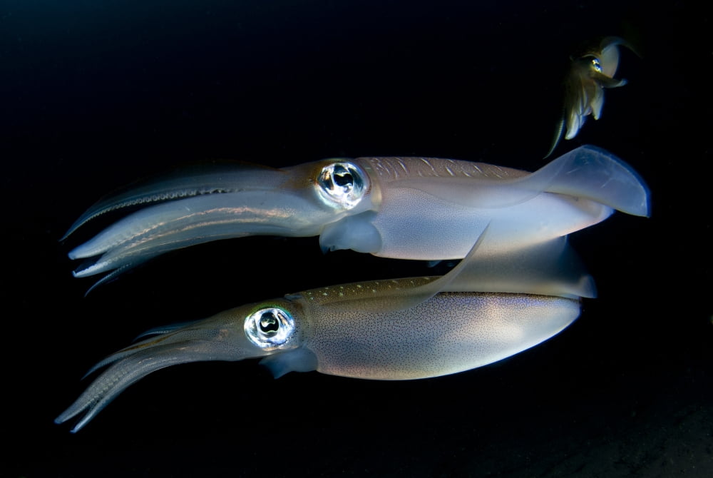 Bigfin reef squid tending eggs along a buoy line Lembeh Strait Indonesia Canvas Art - Steve JonesStocktrek Images (35 x 23)