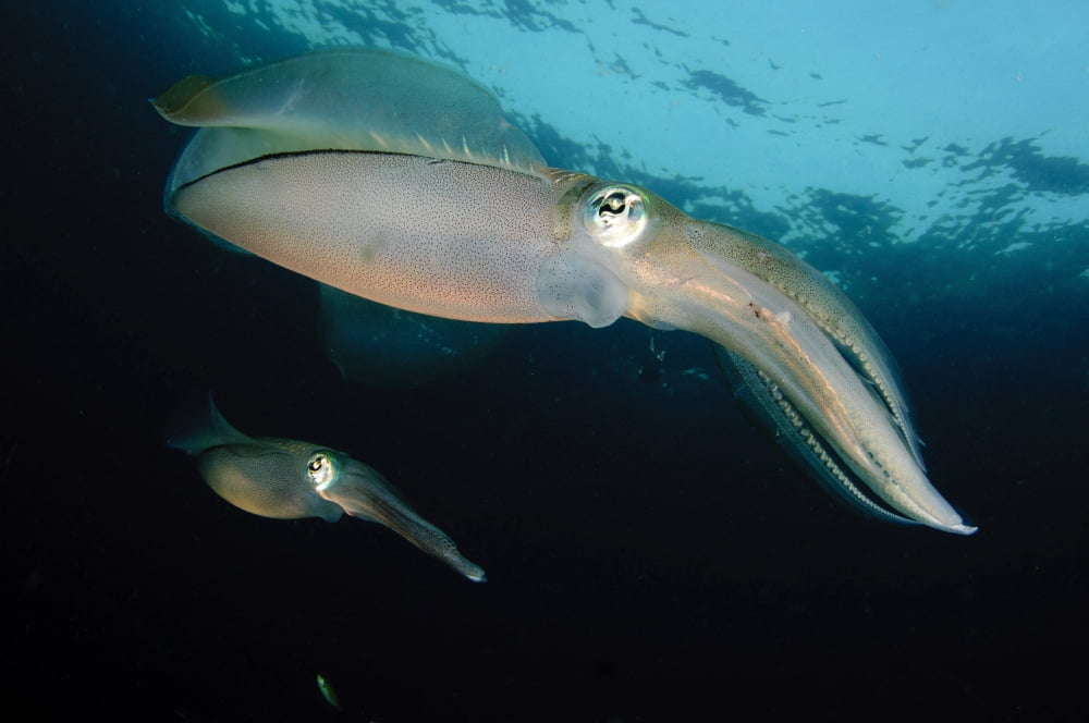 Bigfin reef squid tending eggs along a buoy line Lembeh Strait Indonesia Canvas Art - Steve JonesStocktrek Images (35 x 23)