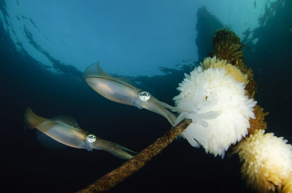 Bigfin reef squid tending eggs along a buoy line Lembeh Strait Indonesia Canvas Art - Steve JonesStocktrek Images (35 x 23)
