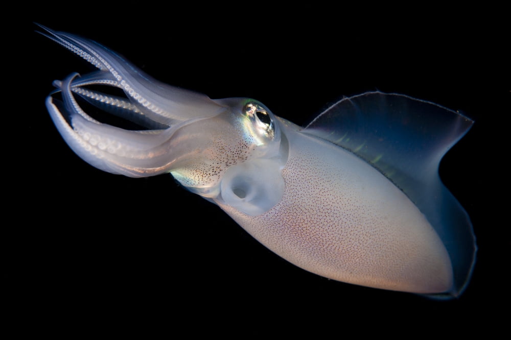 Bigfin reef squid tending eggs along a buoy line Lembeh Strait Indonesia Canvas Art - Steve JonesStocktrek Images (35 x 23)