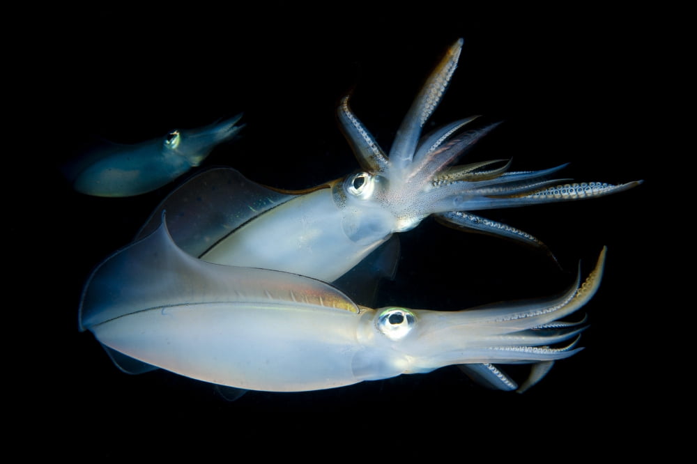 Bigfin reef squid tending eggs along a buoy line Lembeh Strait Indonesia Canvas Art - Steve JonesStocktrek Images (35 x 23)