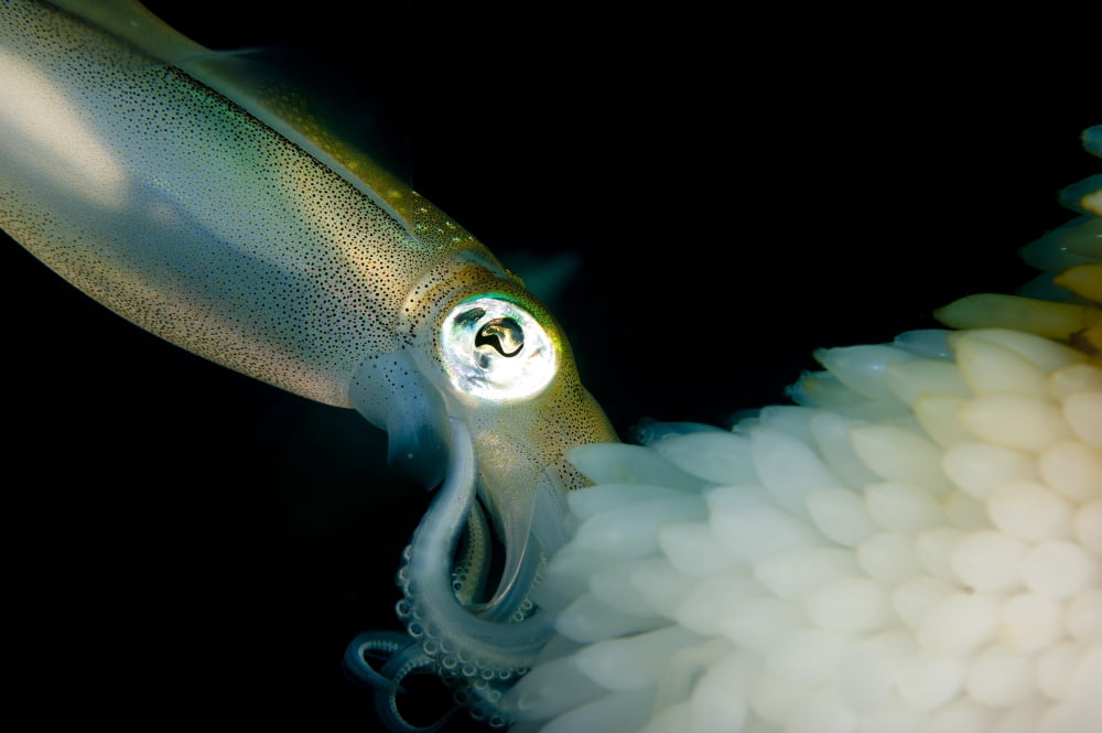 Bigfin reef squid tending eggs along a buoy line Lembeh Strait Indonesia Canvas Art - Steve JonesStocktrek Images (35 x 23)