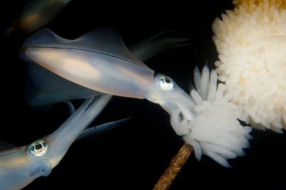 Bigfin reef squid tending eggs along a buoy line Lembeh Strait Indonesia Canvas Art - Steve JonesStocktrek Images (35 x 23)