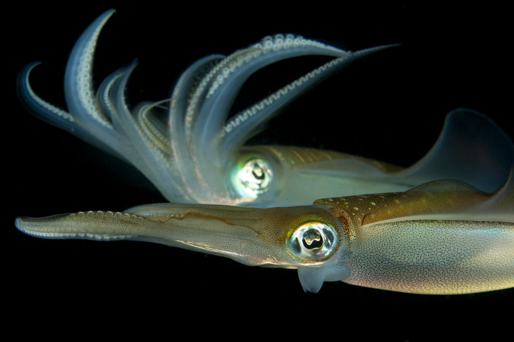 Bigfin reef squid tending eggs along a buoy line Lembeh Strait Indonesia Canvas Art - Steve JonesStocktrek Images (35 x 23)