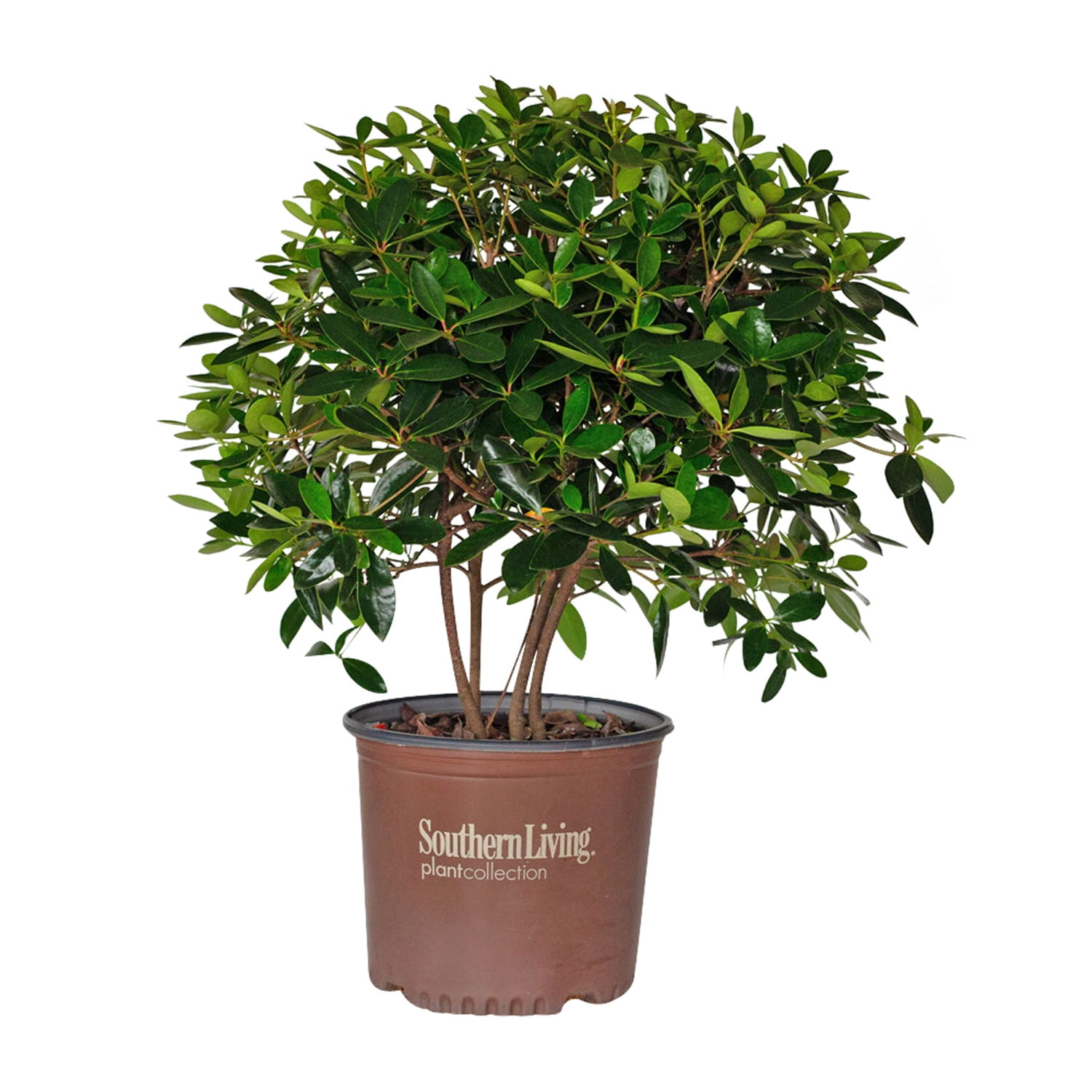 Southern Living Plant Collection Cleyera