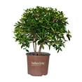 thumbnail image 1 of Southern Living Bigfoot Cleyera Live Shrub in 3-Gallon Grower Pot, 1 of 10