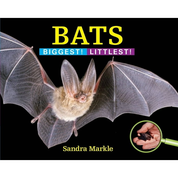 Biggest! Littlest!: Bats : Biggest! Littlest! (Hardcover)