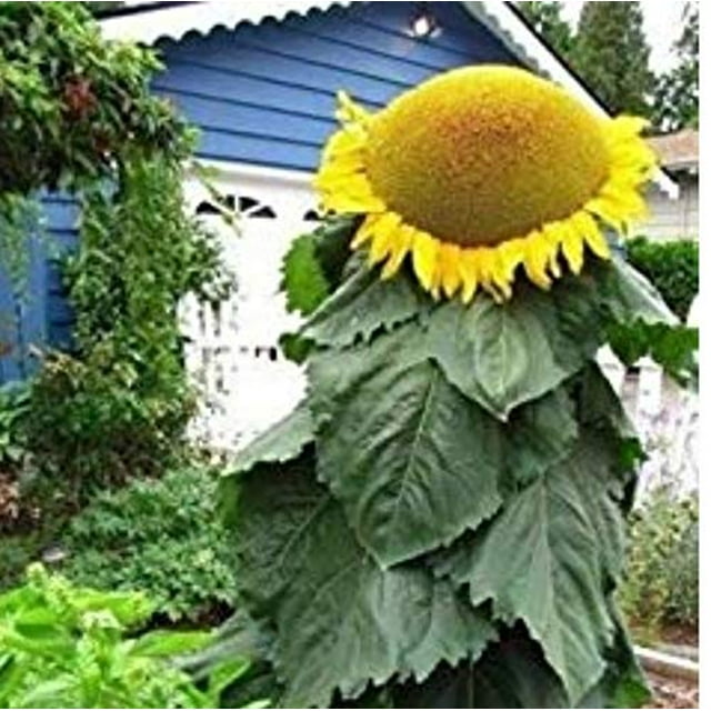 Biggest Sunflower in The World 10 Seeds to Grow Mongolian Sunflower