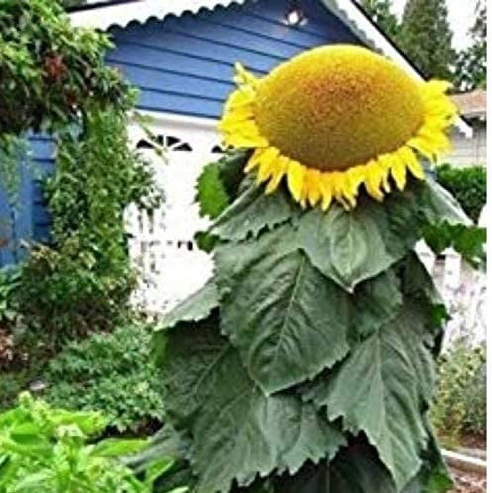 Biggest Sunflower in The World 10 Seeds to Grow Mongolian Sunflower Seeds, Huge 18 Inch