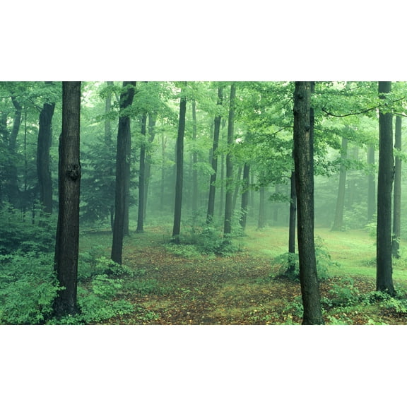 Biggies 100" Path Photograph Window Well Scenes