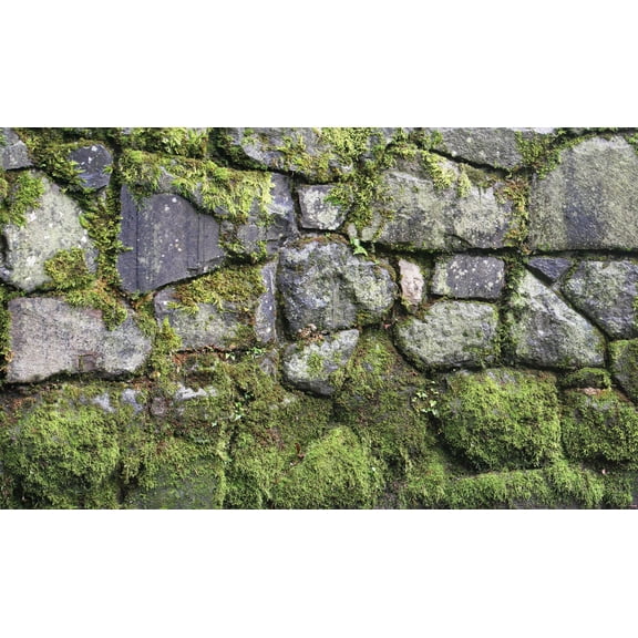 Biggies 120" Moss Photograph Window Well Scenes