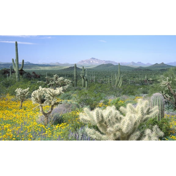 Biggies 120" Desert Photograph Window Well Scenes