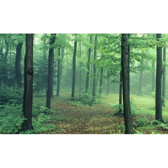 Biggies 120" Path Photograph Window Well Scenes