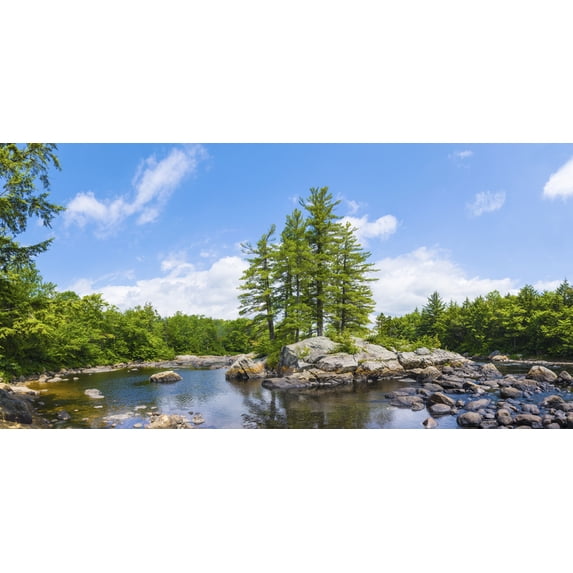 Biggies Tree Photograph Wall Mural, Large