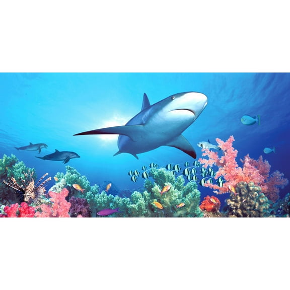 Biggies-Wall Murals-Shark Reef-80