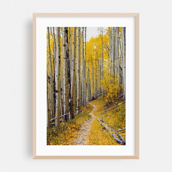 Bighorn Creek Trail III - Vail Colorado Photography Autumn Forest Woodland Nature Woods Scenic Oak Framed Wall Art Print 5 x 7 inches