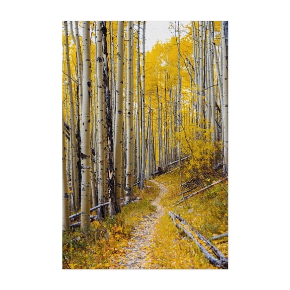 Bighorn Creek Trail III - Vail Colorado Photography Autumn Forest Woodland Nature Woods Scenic Unframed Wall Art Print 32 x 48 inches