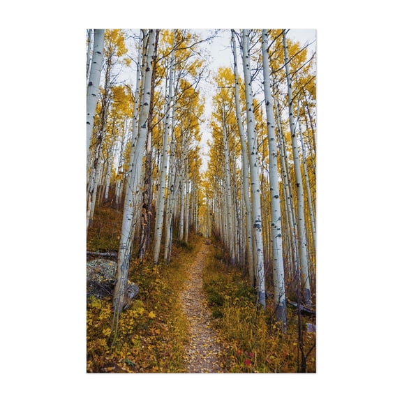 Bighorn Creek Trail - Vail Colorado Photography Autumn Woodland Forest Nature Scenic Landscape Woods Unframed Wall Art Print 32 x 48 inches