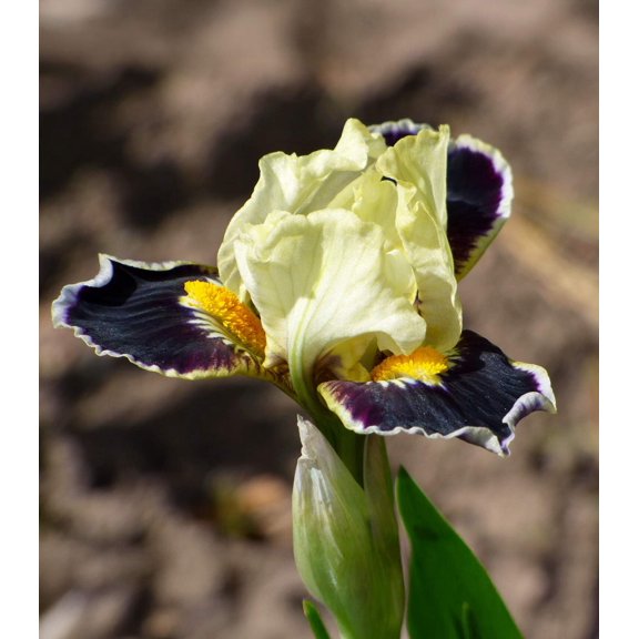Bighorn Dwarf Bearded Iris - 1 Rhizome