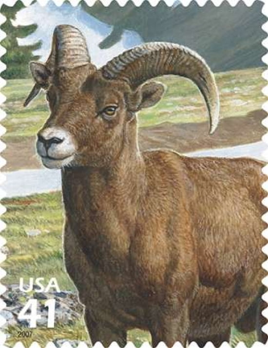 Bighorn Sheep Alpine Canvas Art - US POSTAL SERVICE (22 x 28)
