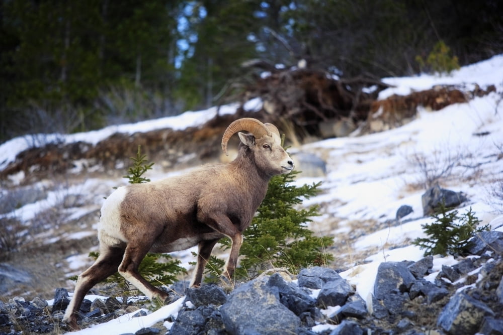 Bighorn Sheep Climbing Snowy Rocky Hill Canvas Art - Richard Wear Design Pics (17 x 11)