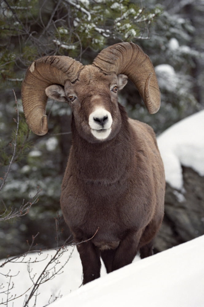 Bighorn Sheep Maligne Canyon Jasper National Park Alberta Canada Canvas Art - Darwin Wiggett Design Pics (22 x 34)