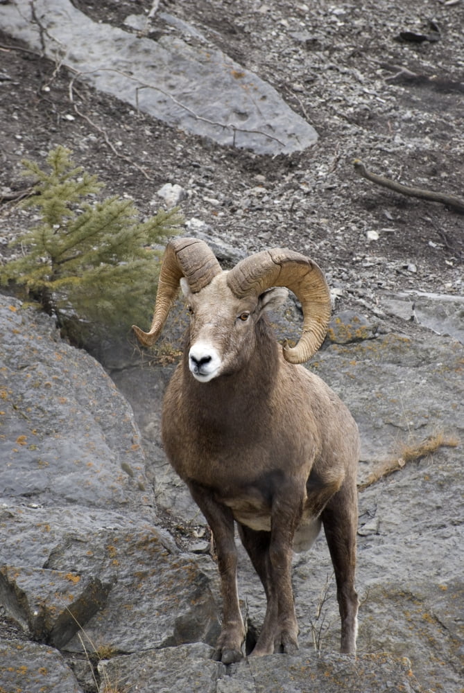 Bighorn Sheep (Ovis Canadensis) Canvas Art - Philippe Widling Design Pics (11 x 17)
