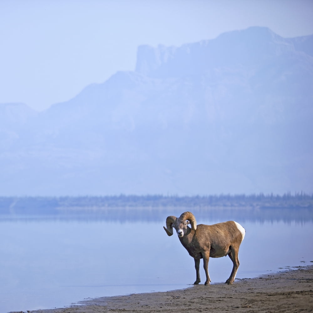 Bighorn Sheep (Ovis Canadensis) On Waters Edge In Banff National Park Alberta Canada Canvas Art - Richard Wear Design Pics (24 x 24)