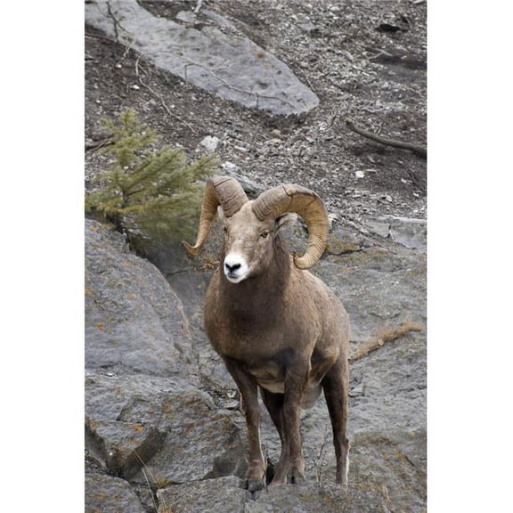 Bighorn Sheep Ovis Canadensis Poster Print, Large - 22 x 34