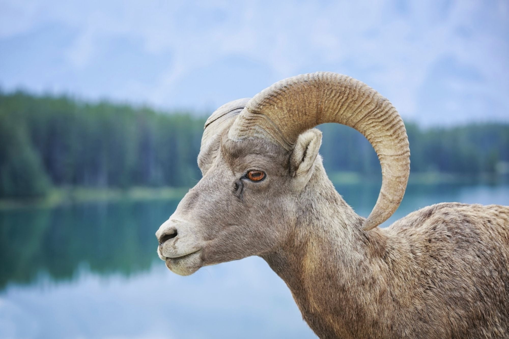Bighorn Sheep (Ovis canadensis) Banff National Park Alberta Canada Canvas Art - Ken Gillespie Design Pics (38 x 24)